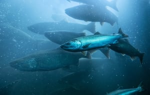 Fish below water